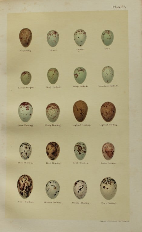 Henry Seebohm - Antique print of Song Birds eggs 1896 (1 of 1)