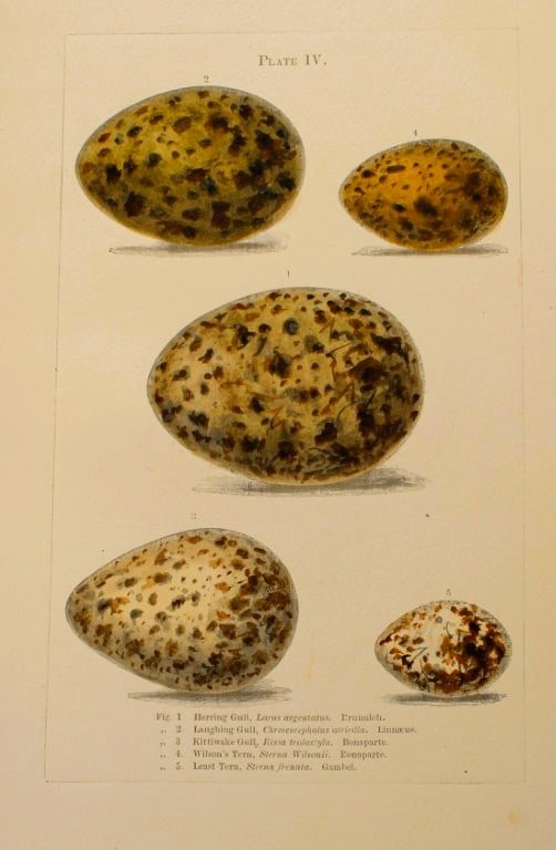 Henry Seebohm - Antique print of Gulls and Terns birds eggs 1896 (1 of 1)