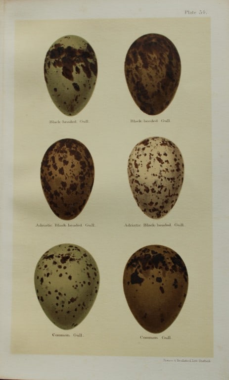 Henry Seebohm - Antique print of Gulls eggs 1896 (1 of 1)