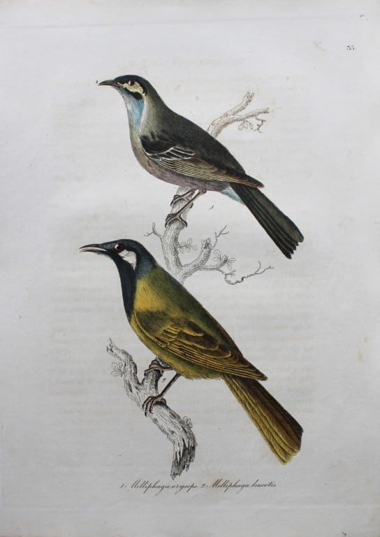 Jardine & Selby - 10 engravings from Illustrations of Ornithology 1826-43: These engravings are from Illustrations of Ornithology by Sir William Jardine and Prideaux John Selby. Published by WH Lizars, Edinburgh between 1826-1843.The splendid hand-coloured engravings in this