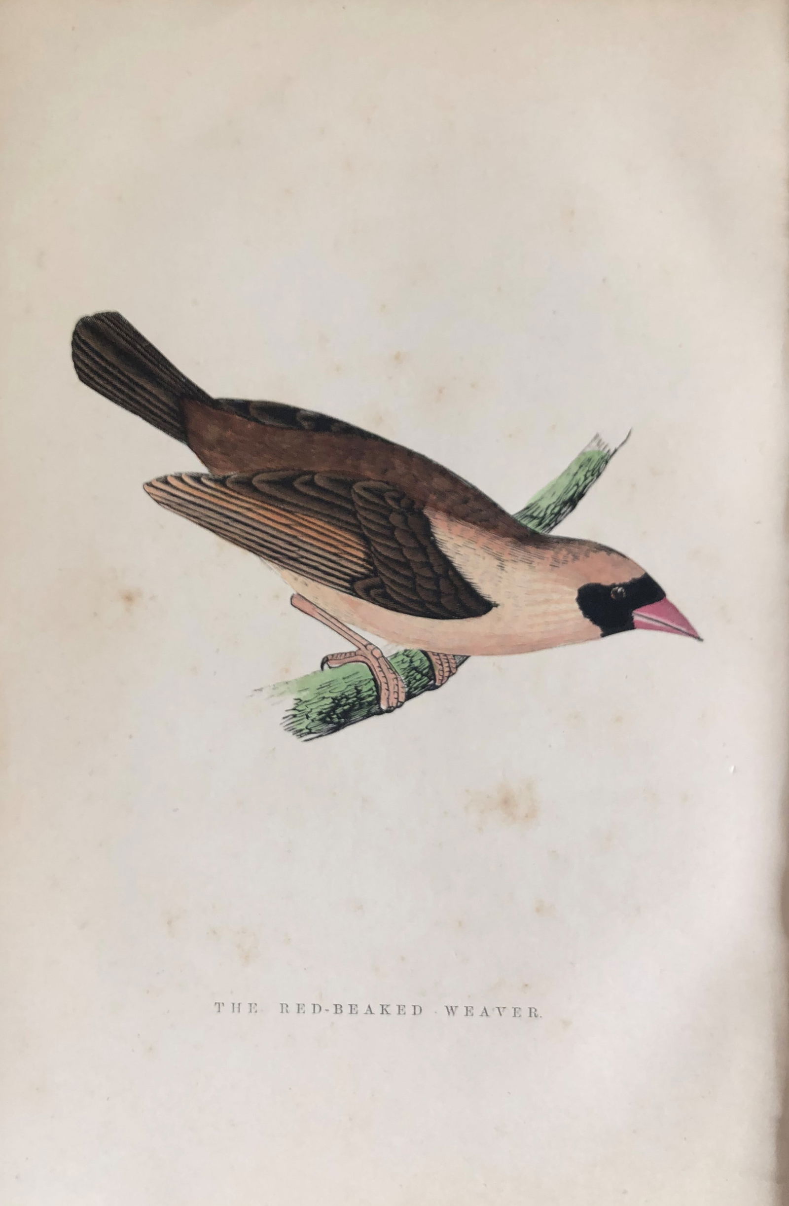 WT Greene - Hand coloured print of Red-beaked Weaver 1885 (1 of 1)