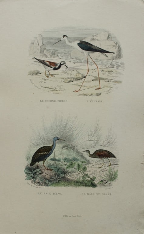 Edouard Travies - Engraving of Turnstone, Stilt and Rails 1839: This original hand-coloured steel engraving is from The Complete Works of Buffon, with extracts from Daubenton, and the classification of Cuvier. Published by Furne et Cie, Paris 1839. The hand-colour
