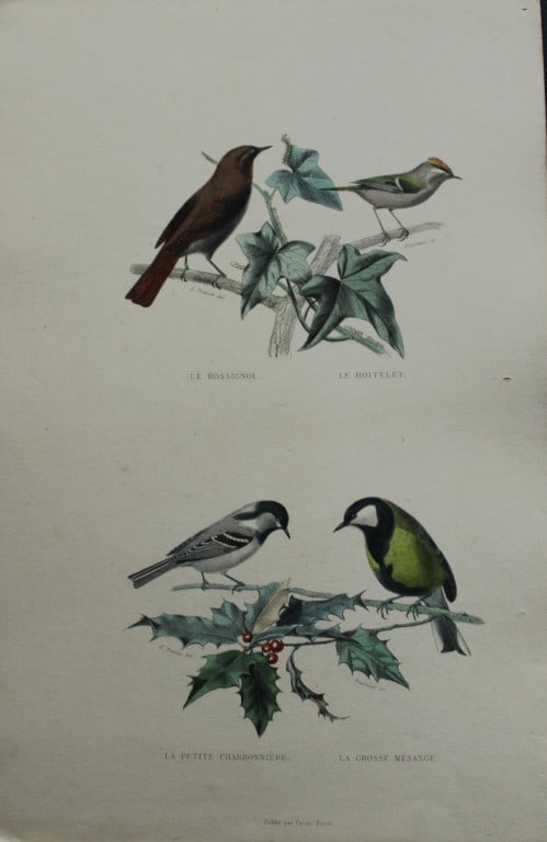 Edouard Travies - Engraving of Song Birds 1839: This original hand-coloured steel engraving is from The Complete Works of Buffon, with extracts from Daubenton, and the classification of Cuvier. Published by Furne et Cie, Paris 1839. The hand-colour