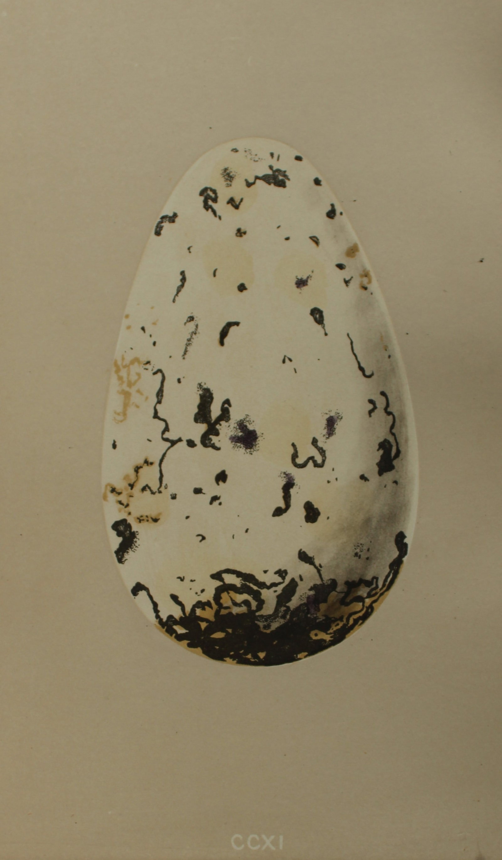 Rev FO Morris - Antique print of Eggs of the Great Auk 1875: This antique chromolithograph print is from A Natural History of the Nests and Eggs of British Birds by the Rev. F.O. Morris. Published by George Bell and Sons, London 1875. Second edition.Drawn and e