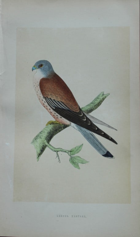 Charles Bree - Hand-coloured engraving of Lesser Kestrel 1866: This hand-coloured wood engraving is from the History of the Birds of Europe, not observed in the British Isles by Charles Robert Bree, FZS and published by Groombridge and Sons, London. 1866, first e