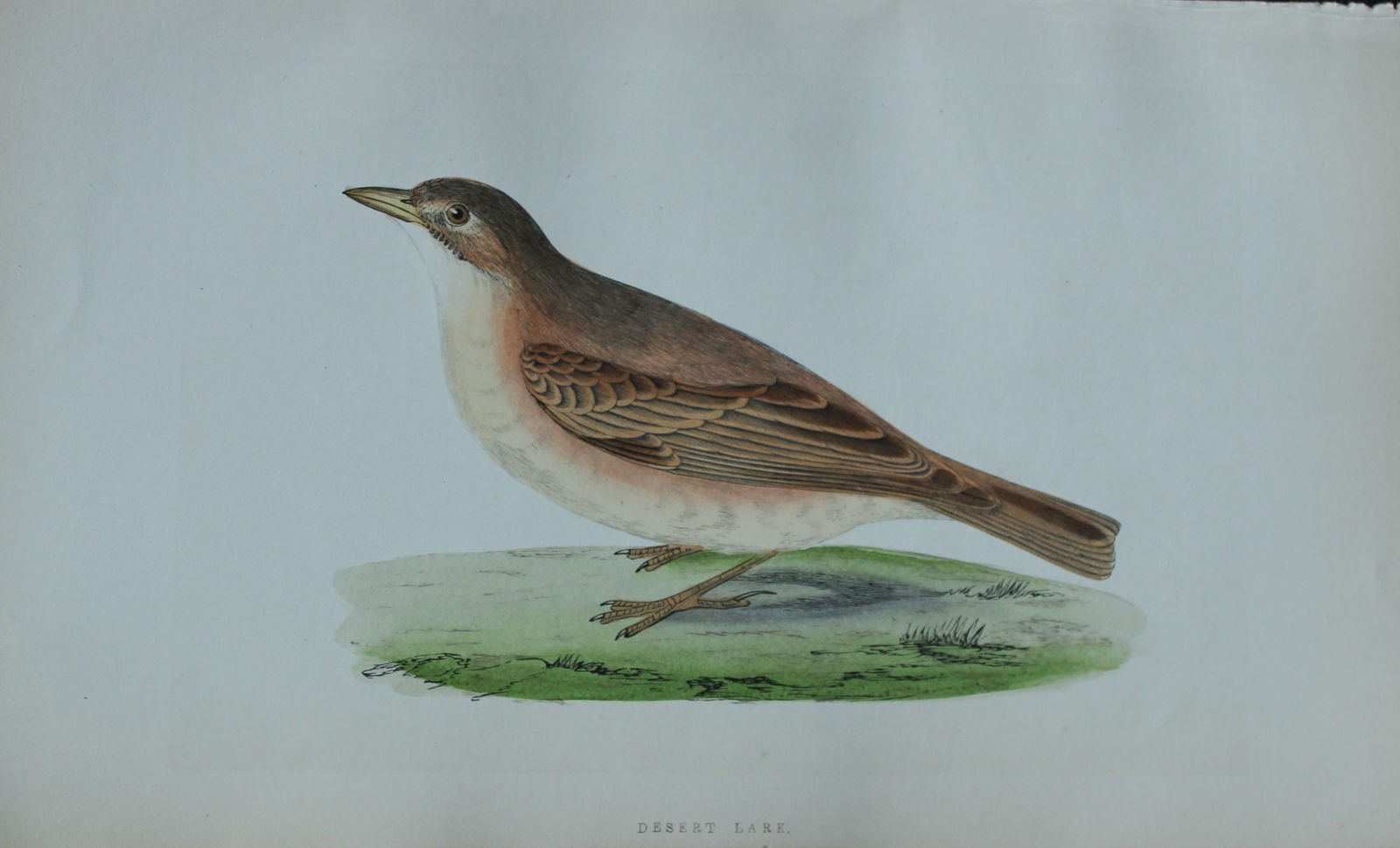 Charles Bree - Hand-coloured engraving of Desert Lark 1866: This hand-coloured wood engraving is from the History of the Birds of Europe, not observed in the British Isles by Charles Robert Bree, FZS and published by Groombridge and Sons, London. 1866, first e