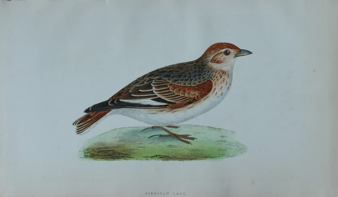 Charles Bree - Hand-coloured engraving of Siberian Lark 1866: This hand-coloured wood engraving is from the History of the Birds of Europe, not observed in the British Isles by Charles Robert Bree, FZS and published by Groombridge and Sons, London. 1866, first e