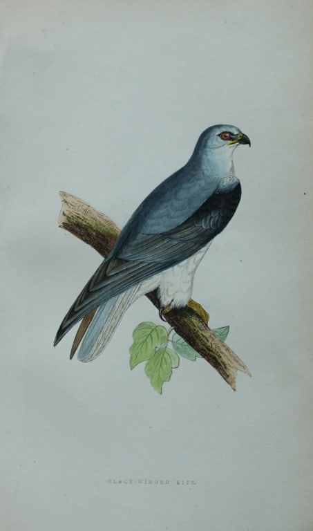Charles Bree - Hand-coloured engraving of Black Winged Kite 1866: This hand-coloured wood engraving is from the History of the Birds of Europe, not observed in the British Isles by Charles Robert Bree, FZS and published by Groombridge and Sons, London. 1866, first e