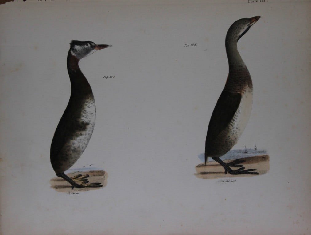 James E DeKay - Plate CXLI The Red-necked Grebe and The Dipper 1844: This original and striking 19th century engraving, drawn mostly from living specimens, have been superbly hand painted by professional colourists.James E. DeKay (1792 ? 1851) was an American zoologist