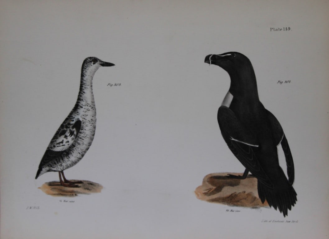James E DeKay - Plate CXXXIX  The Black Guillemot and The Razorbill  1844 (1 of 1)