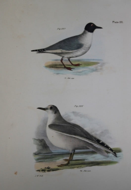 James E DeKay - Plate CXXXI Bonaparte's Gull 1844: This original and striking 19th century engraving, drawn mostly from living specimens, have been superbly hand painted by professional colourists.James E. DeKay (1792 ? 1851) was an American zoologist