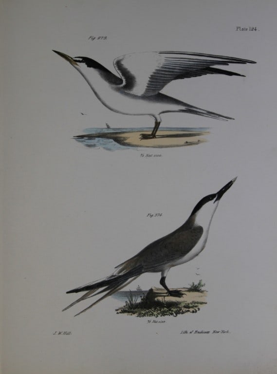 James E DeKay - Plate CXXIV The Silvery Tern and The Sandwich Tern 1844: This original and striking 19th century engraving, drawn mostly from living specimens, have been superbly hand painted by professional colourists.James E. DeKay (1792 ? 1851) was an American zoologist
