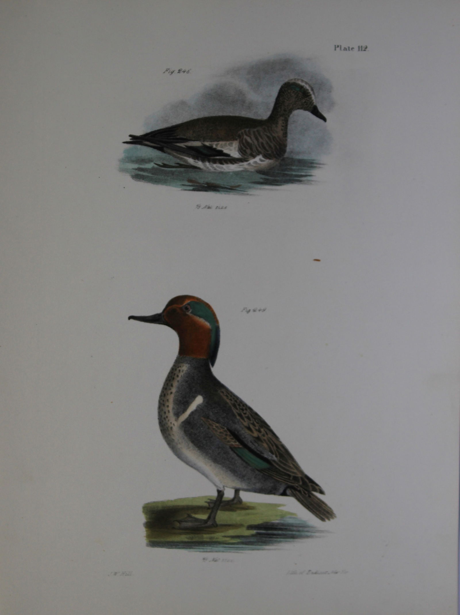 James E DeKay - Plate CXII The Baldpate or Widgeon and The Green-winged Teal 1844: This original and striking 19th century engraving, drawn mostly from living specimens, have been superbly hand painted by professional colourists.James E. DeKay (1792 ? 1851) was an American zoologist