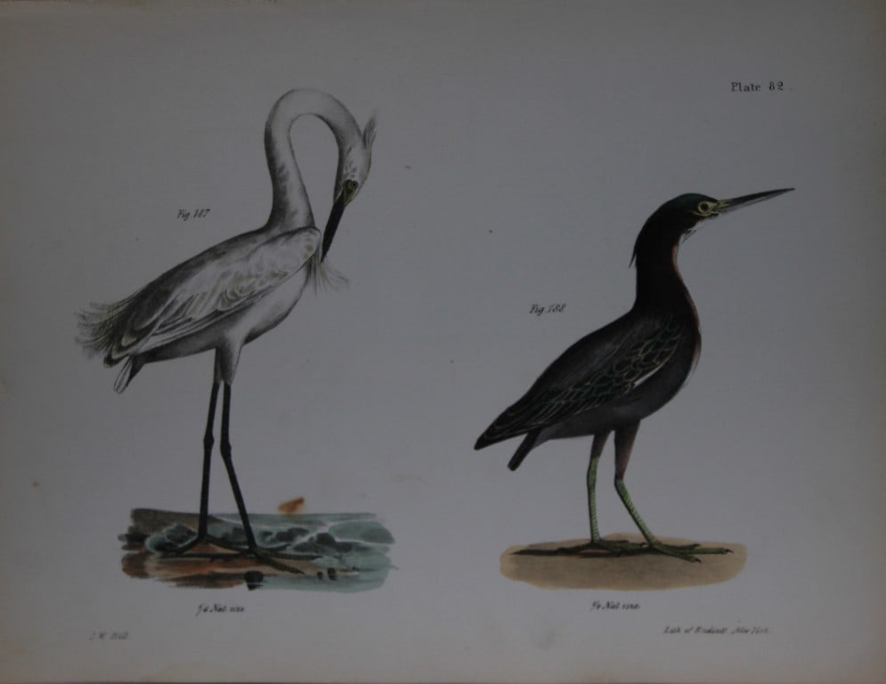 James E DeKay - Plate LXXXII  The White-crested Heron and The Green Heron or Poke 1844 (1 of 1)