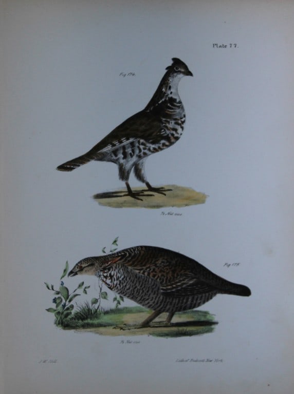 James E DeKay - Plate LXXVII The Common Partridge and The Pinnated Grouse 1844: This original and striking 19th century engraving, drawn mostly from living specimens, have been superbly hand painted by professional colourists.James E. DeKay (1792 ? 1851) was an American zoologist