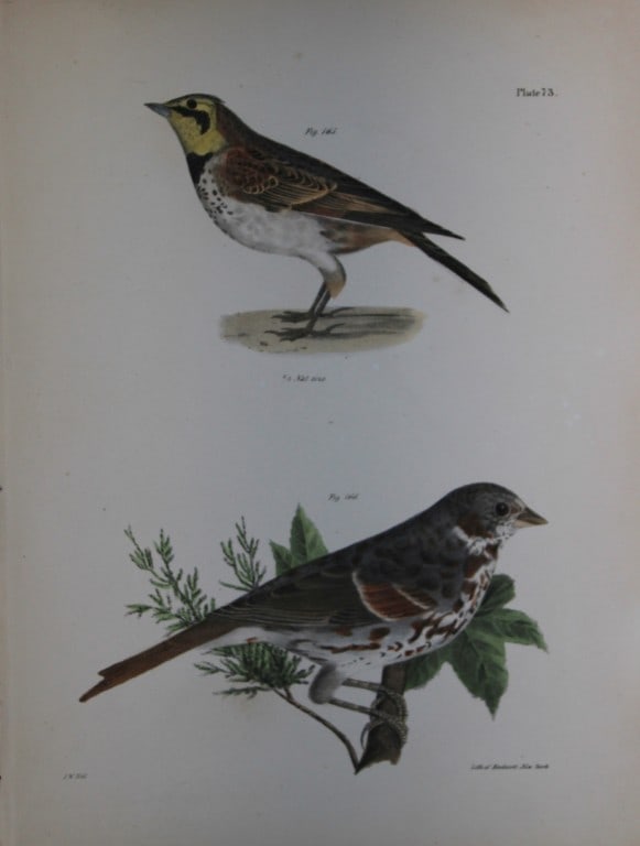 James E DeKay - Plate LXXIII  The Horned Lark and The Fox-colored Sparrow 1844 (1 of 1)