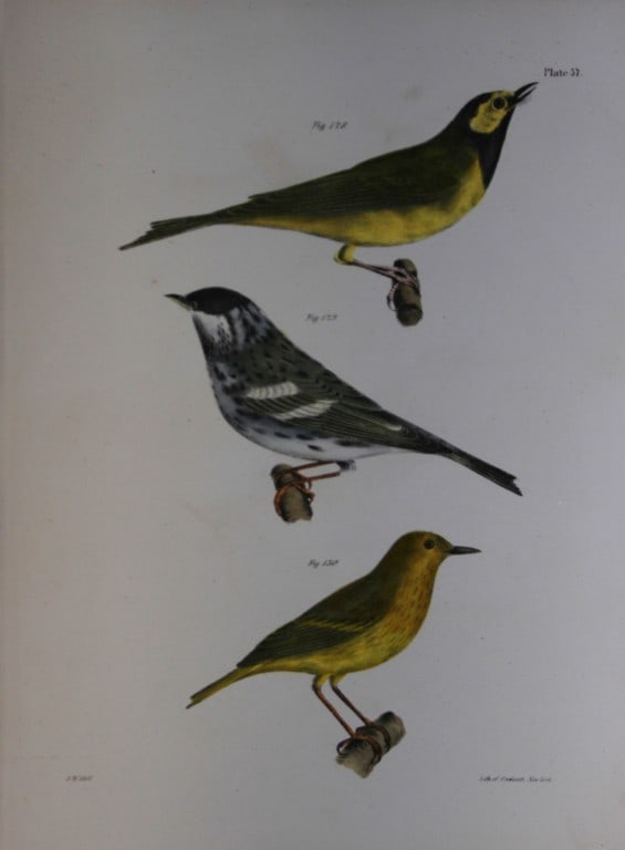 James E DeKay - Plate LVII The Hooded Warbler, The Blackpoll Warbler and The Summer Yellowbird: This original and striking 19th century engraving, drawn mostly from living specimens, have been superbly hand painted by professional colourists.James E. DeKay (1792 ? 1851) was an American zoologist
