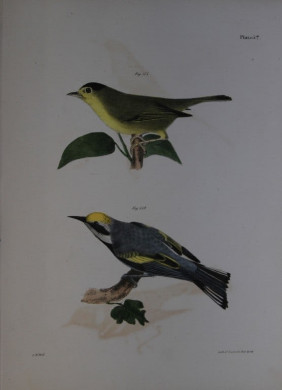 James E DeKay - Plate LII  The Green Black-capped Warbler and The Golden-winged Warbler 1844 (1 of 1)