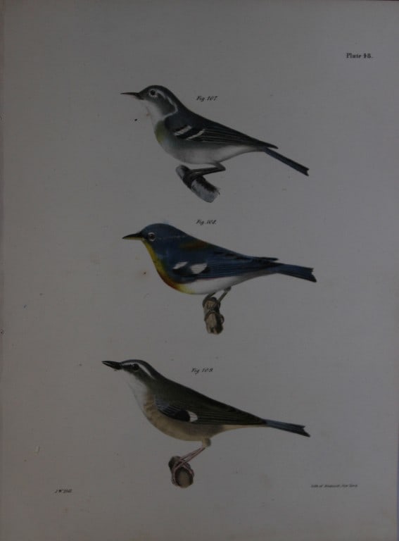 James E DeKay -  Plate XLVIII  The Blue-grey Wrarbler, The Blue Yellow-backed Warbler and  The (1 of 1)