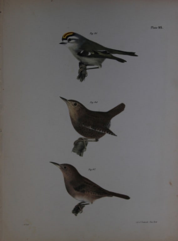 James E DeKay - Plate XLIII  The Golden-crested Kinglet, The Winter Wren and The House Wren 1844 (1 of 1)