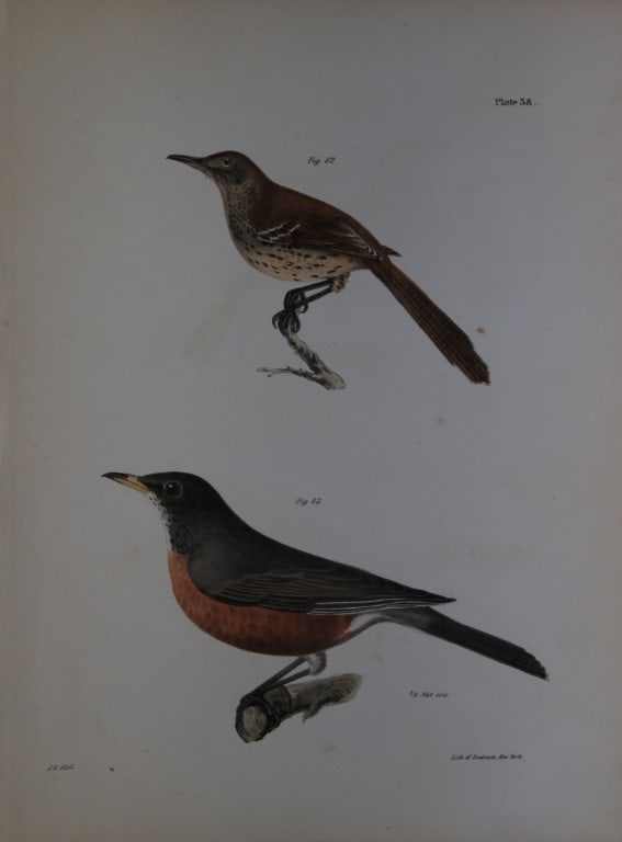James E DeKay - Plate XXXVIII  The Brown Thrush and The American Robin 1844 (1 of 2)
