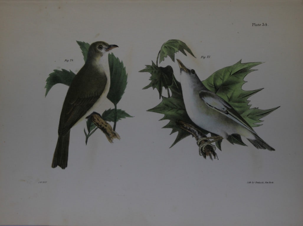 James E DeKay - Plate XXXIV The Warbling Greenlet and The Red-eyed Greenlet, var. 1844: This original and striking 19th century engraving, drawn mostly from living specimens, have been superbly hand painted by professional colourists.James E. DeKay (1792 ? 1851) was an American zoologist
