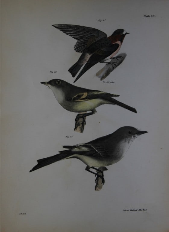 James E DeKay - Plate XXX  The Cliff Swallow, The Small Green-crested Flycatcher and The Phoebe-bird (1 of 1)