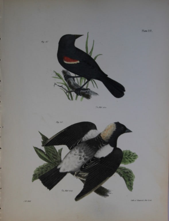 James E DeKay - Plate XXII The Red-winged Oriole and The Boblink 1844: This original and striking 19th century engraving, drawn mostly from living specimens, have been superbly hand painted by professional colourists.James E. DeKay (1792 ? 1851) was an American zoologist