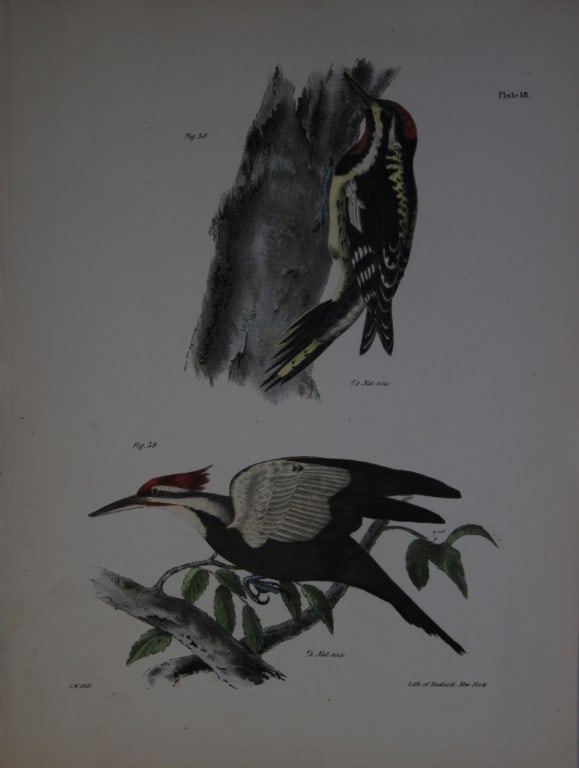 James E DeKay - Plate XVIII  The Yellow-bellied Woodpecker and The Crested Woodpecker 1844 (1 of 1)