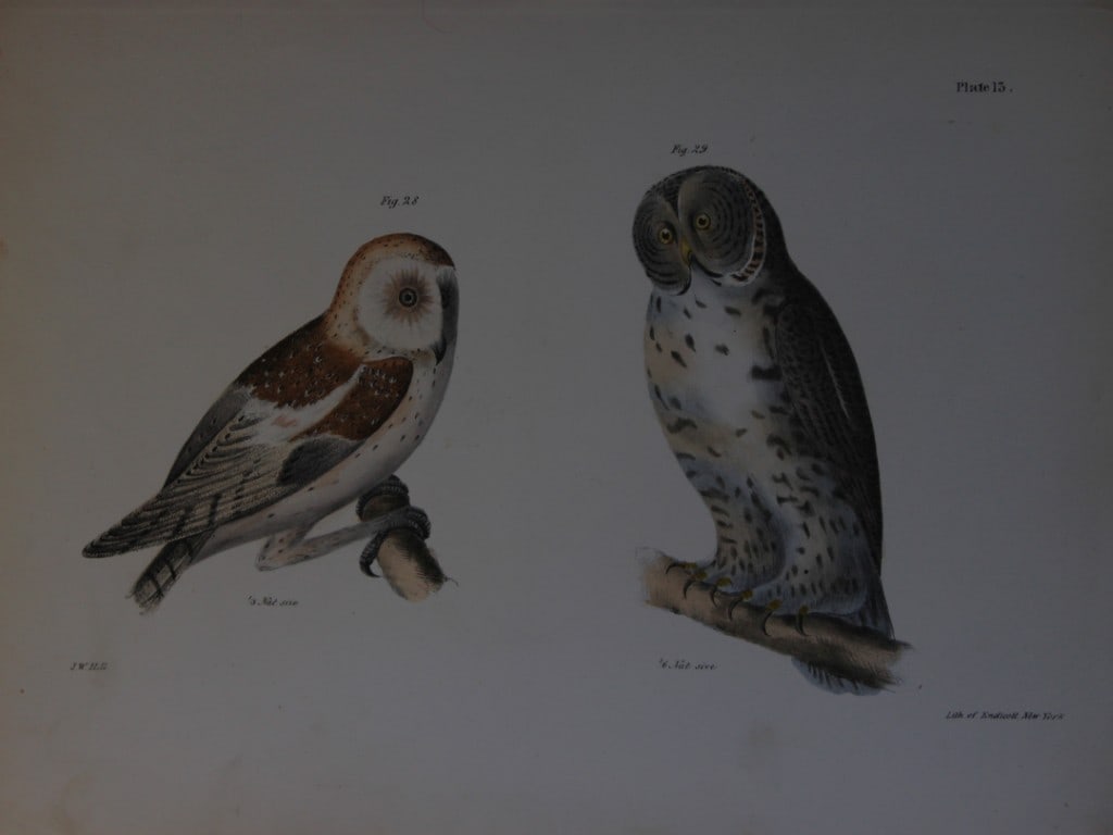 James E DeKay - Plate XIII  The American Barn Owl and The Great Grey Owl  1844 (1 of 1)
