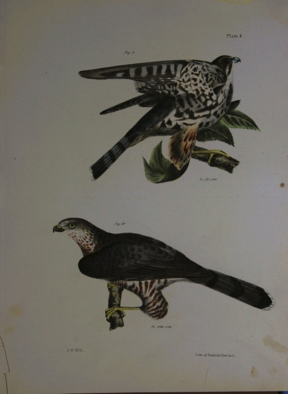 James E DeKay - Plate IV  The Pigeon Hawk and Cooper's Hawk 1844 (1 of 1)