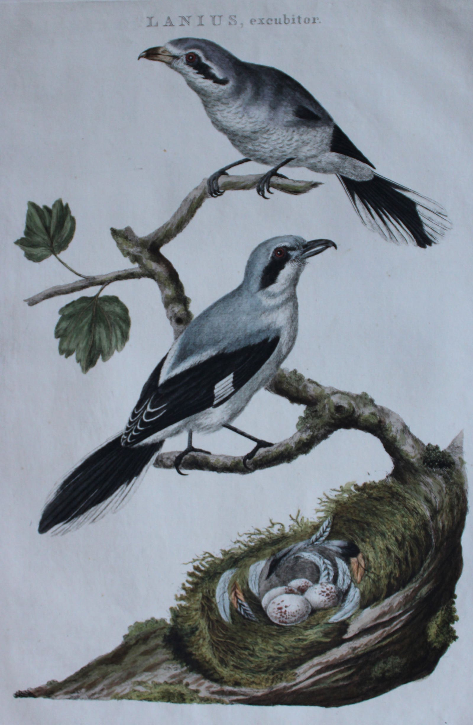 Nozeman & Sepp - Folio engraving of the Great Grey Shrike 1770 (1 of 2)