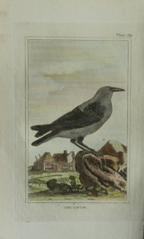 Buffon - 2 Hand coloured engravings of Raven and Crow 1812: These hand coloured engravings are from Natural History General and Particular by Georges-Louis Leclerc Count de Buffon.Published by T. Cadell and Davies et al, 1812Size: 7.5in x 5in (19cm x 13cm)