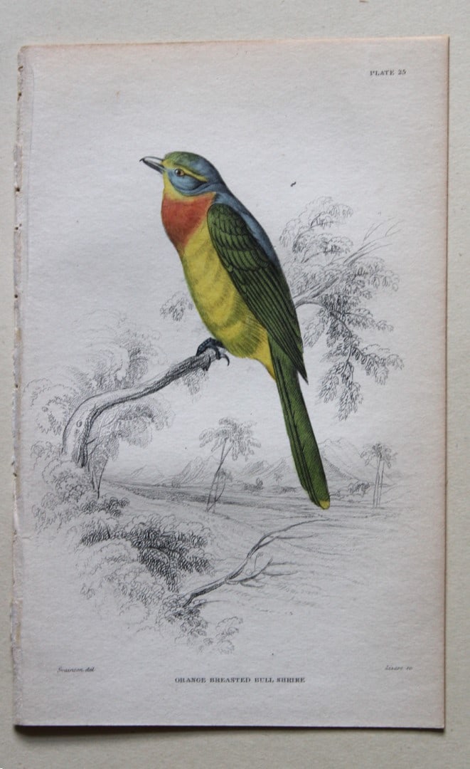 William Swainson - 4 Birds of Western Africa 1837 (1 of 4)