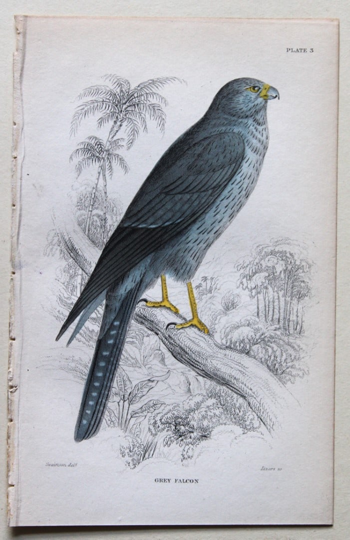 William Swainson - 4 Birds of Western Africa 1837 (1 of 4)