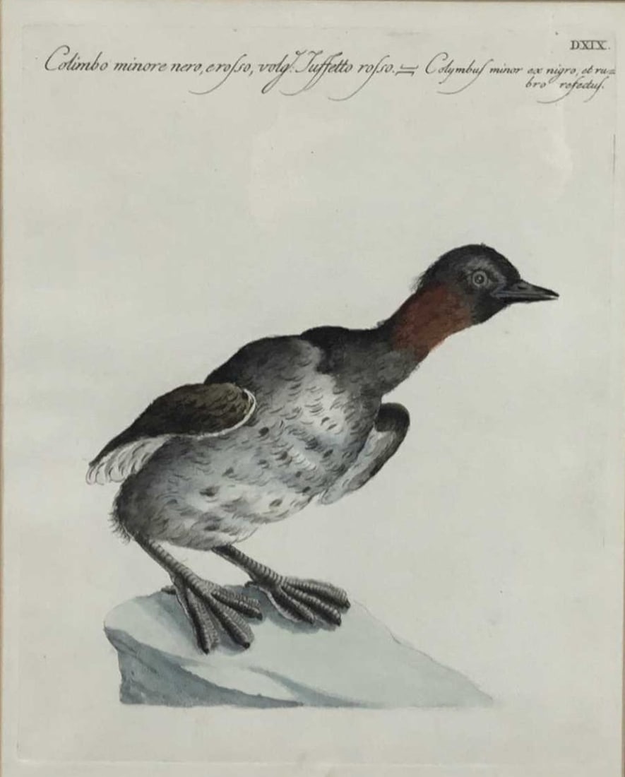 X Manetti - Little Grebe engraved by Vanni 1767 (1 of 3)