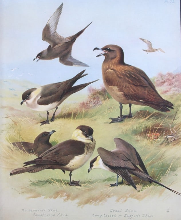 Archibald Thorburn - Chromolithograph of Skuas 1915: This chromolithograph is from British Birds by Archibald Thorburn. Published in 1915 by Longmans, Green and Co, London. Size: approx. 12in x 9.5in (31cm x 24cm)
