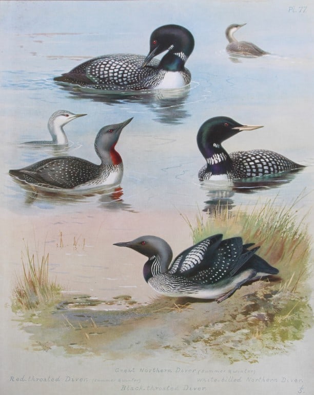 Archibald Thorburn - Chromolithograph of Divers or Loons 1915: This chromolithograph is from British Birds by Archibald Thorburn. Published in 1915 by Longmans, Green and Co, London. Size: approx. 12in x 9.5in (31cm x 24cm)