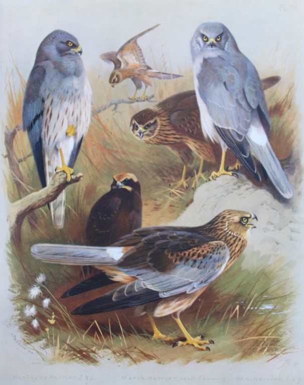 Archibald Thorburn - Chromolithograph of Harriers 1915: This chromolithograph is from British Birds by Archibald Thorburn. Published in 1915 by Longmans, Green and Co, London. Size: approx. 12in x 9.5in (31cm x 24cm)