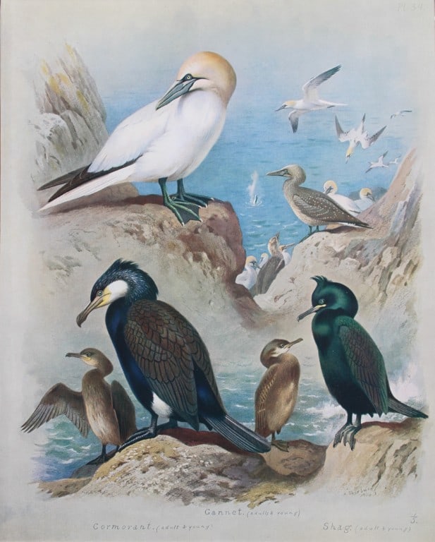 Archibald Thorburn - Chromolithograph of Gannet, Cormorant and Shag 1915 (1 of 1)