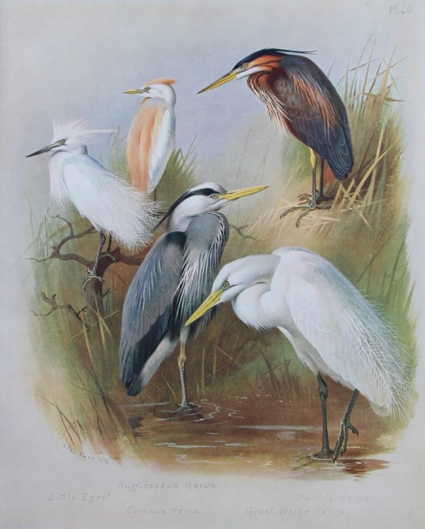 Archibald Thorburn - Chromolithograph of Herons and Egret 1915: This chromolithograph is from British Birds by Archibald Thorburn. Published in 1915 by Longmans, Green and Co, London. Size: approx. 12in x 9.5in (31cm x 24cm)