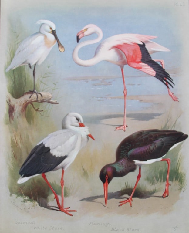 Archibald Thorburn - Chromolithograph of Flamingo, Spoonbill and Storks 1915: This chromolithograph is from British Birds by Archibald Thorburn. Published in 1915 by Longmans, Green and Co, London. Size: approx. 12in x 9.5in (31cm x 24cm)