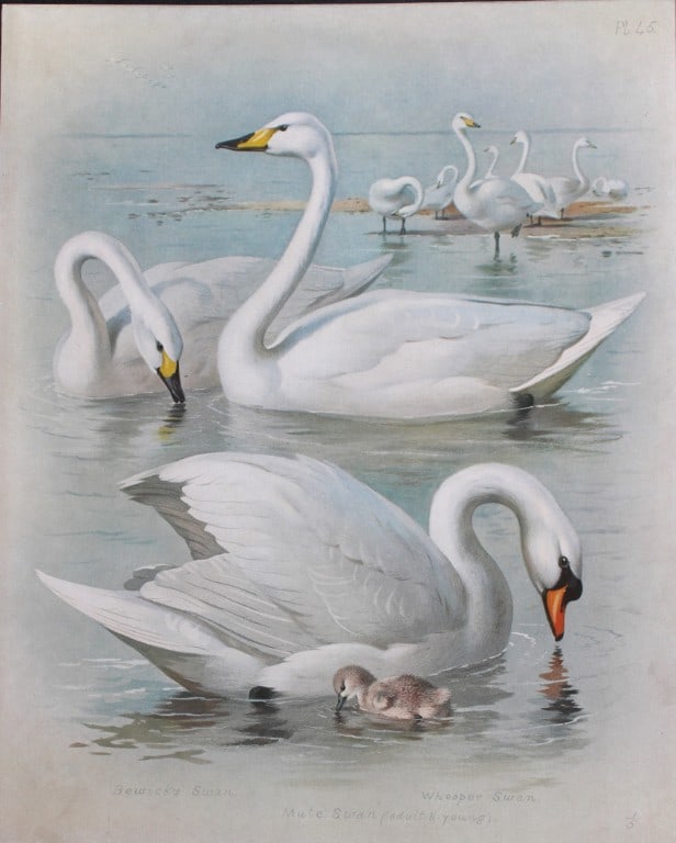 Archibald Thorburn - Chromolithograph of Swans 1915: This chromolithograph is from British Birds by Archibald Thorburn. Published in 1915 by Longmans, Green and Co, London. Size: approx. 12in x 9.5in (31cm x 24cm)