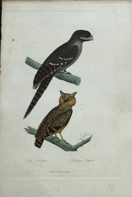 Rene Lesson - Buffy Fish Owl and Papuan Frogmouth 1838: This hand coloured copperplate engraving is from Complements de Buffon by Ren? Primev?re Lesson. Published by Pourrat Freres, Paris 1838. Size: 9.75in x 6.5in (25cm x 16.5cm)