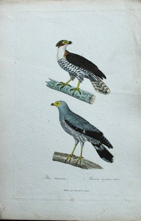 Rene Lesson - Falcons 1838: This hand coloured copperplate engraving is from Complements de Buffon by Ren? Primev?re Lesson. Published by Pourrat Freres, Paris 1838. Size: 9.75in x 6.5in (25cm x 16.5cm)