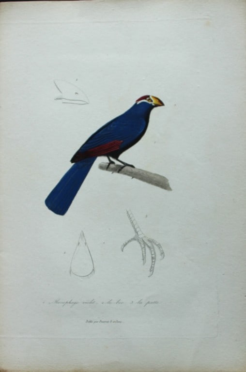 Rene Lesson - Violet Turaco 1838: This hand coloured copperplate engraving is from Complements de Buffon by Ren? Primev?re Lesson. Published by Pourrat Freres, Paris 1838. Size: 9.75in x 6.5in (25cm x 16.5cm)