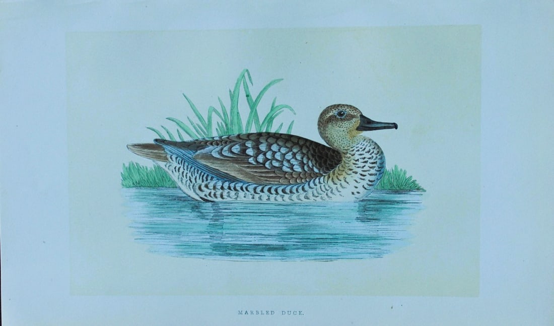 Charles Bree - Hand-coloured engraving of Marbled Duck 1866: This hand-coloured wood engraving is from the History of the Birds of Europe, not observed in the British Isles by Charles Robert Bree, FZS and published by Groombridge and Sons, London. 1866, first e