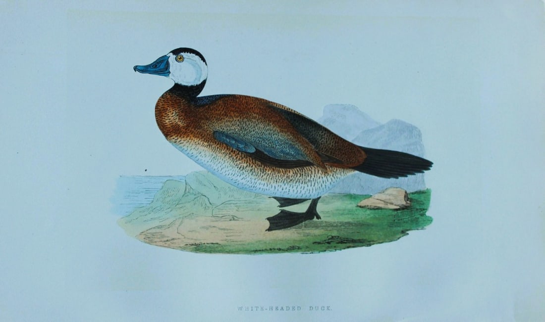 Charles Bree - Hand-coloured engraving of White-headed Duck 1866: This hand-coloured wood engraving is from the History of the Birds of Europe, not observed in the British Isles by Charles Robert Bree, FZS and published by Groombridge and Sons, London. 1866, first e