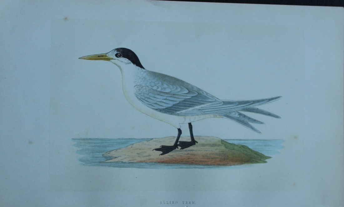 Charles Bree - Hand-coloured engraving of Allied Tern 1866: This hand-coloured wood engraving is from the History of the Birds of Europe, not observed in the British Isles by Charles Robert Bree, FZS and published by Groombridge and Sons, London. 1866, first e