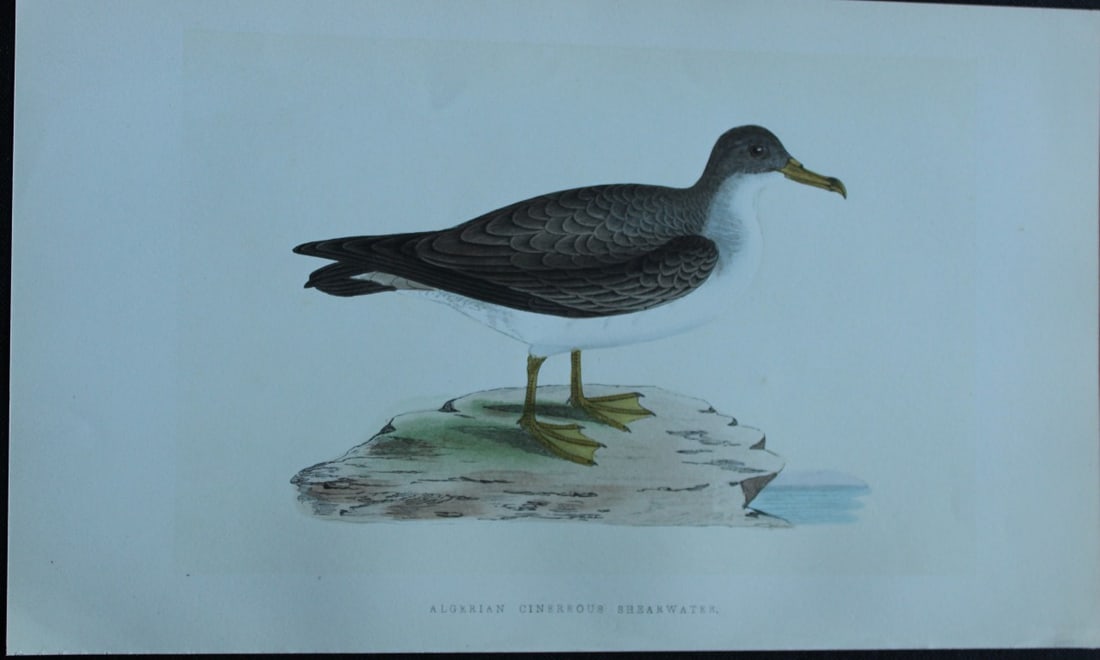 Charles Bree - Hand-coloured engraving of Algerian Cinereous Shearwater 1866: This hand-coloured wood engraving is from the History of the Birds of Europe, not observed in the British Isles by Charles Robert Bree, FZS and published by Groombridge and Sons, London. 1866, first e